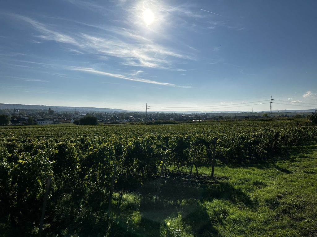 Weinberg Rheingau